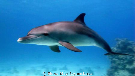 Dolphin, my lovely dolphin :) by Elena May Izyumskaya 
