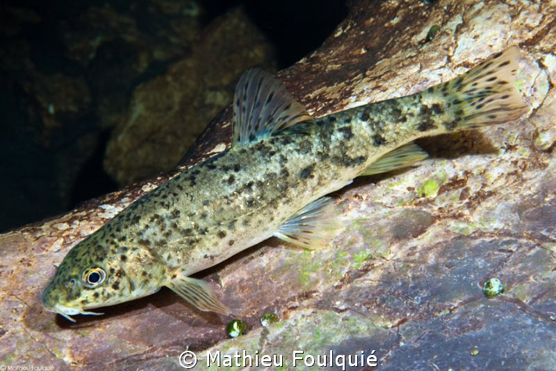 Barbus meridionalis by Mathieu Foulquié 