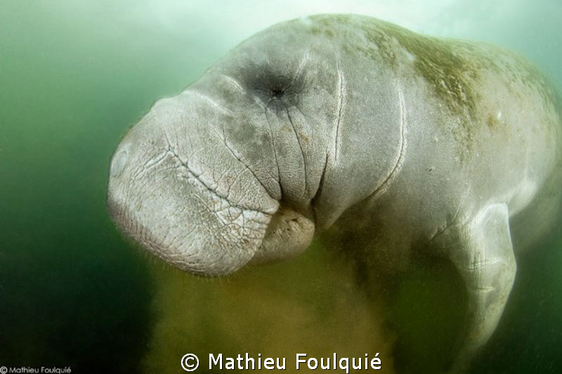 underwater shar-pei by Mathieu Foulquié 