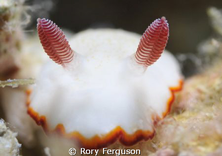 another rhinophore shot by Rory Ferguson 