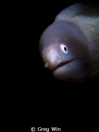 White-Eyed Moray shot with Canon G9 in Ikelite housing & ... by Greg Win 