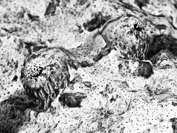 Crocodile fish close up.
Nikon D300, 60mm Macro. by Nick Blake 