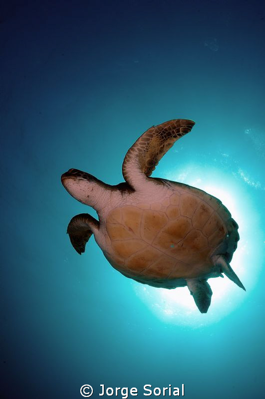 Green turtle photographed in Las Galletas, Santa Cruz de ... by Jorge Sorial 