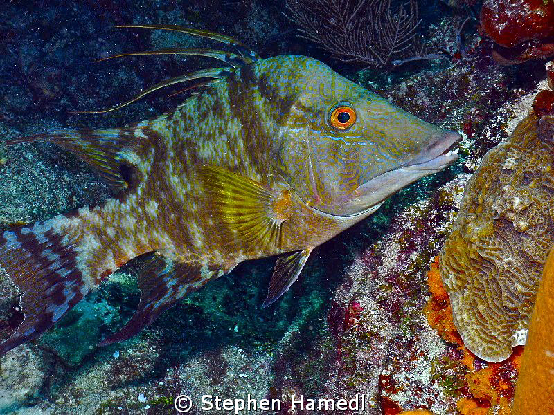 Hog Snapper by Stephen Hamedl 