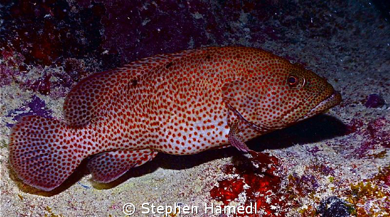 Strawberry Grouper by Stephen Hamedl 