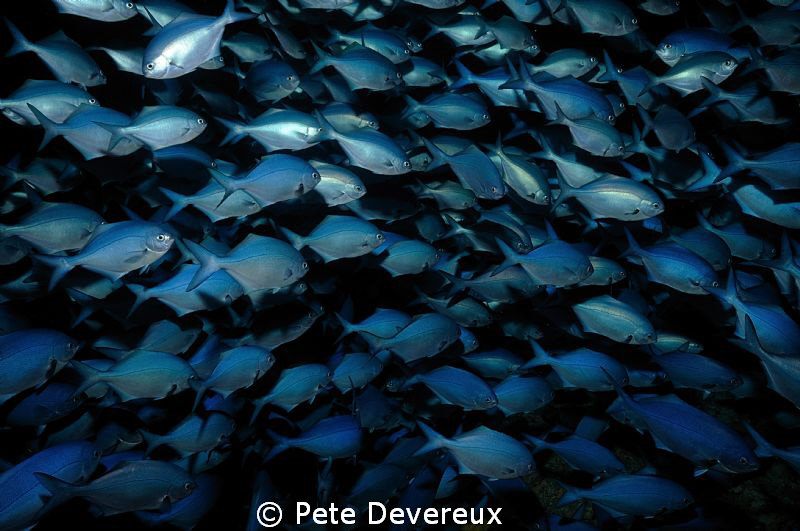 Blue Maumau circling a pinnacle within Riko Riko cave, Po... by Pete Devereux 