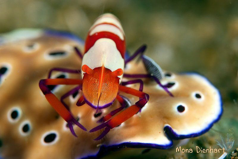 taking a ride in Anilao by Mona Dienhart 