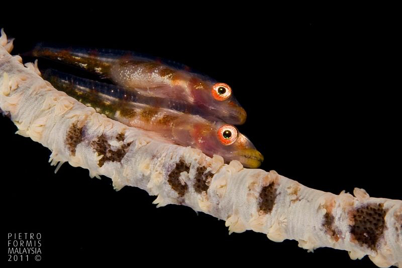 2 Gobids on a whip coral in Mabul by Pietro Formis 