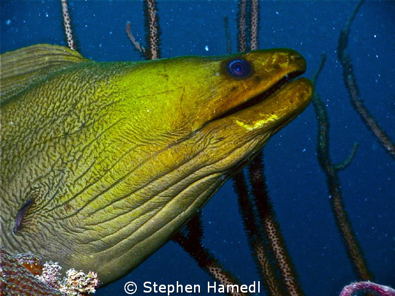 Green Moray by Stephen Hamedl 