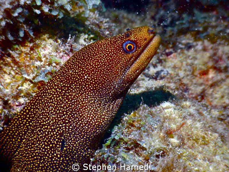 Golden Moray by Stephen Hamedl 