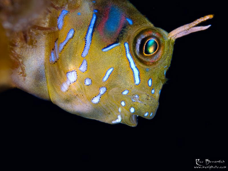 I just love Blennies ;-) by Rico Besserdich 