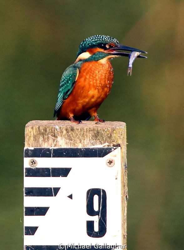 The King of Fishers, Norfolk, England. by Michael Gallagher 