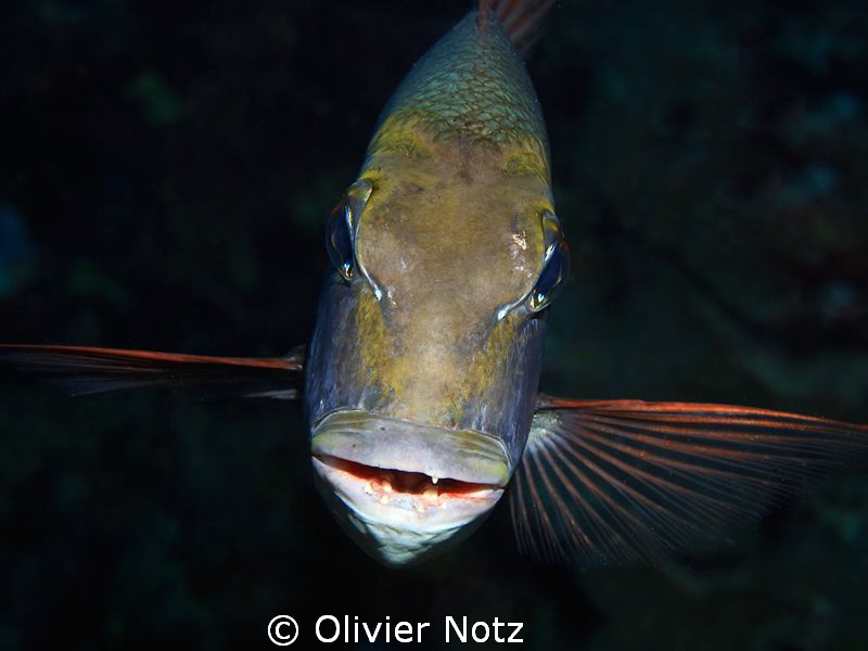 Bigeye Emperor
He looks as if he is not enjoying being p... by Olivier Notz 