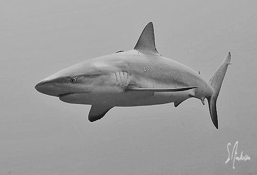 This Reef Shark cruises high above the reef at Ginormous ... by Steven Anderson 