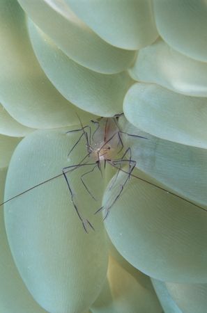 bubble keeper,wakatobi 2004,F90+105mm by Marco Wannenmacher 