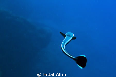 remora fish by Erdal Altın 