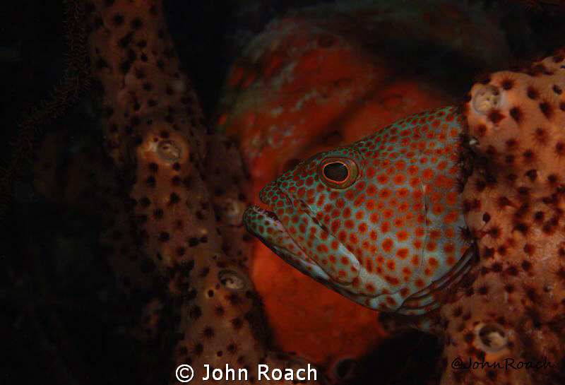 Graysby,  Epinephelus cruentatus
Taylor Made Bonaire NA by John Roach 