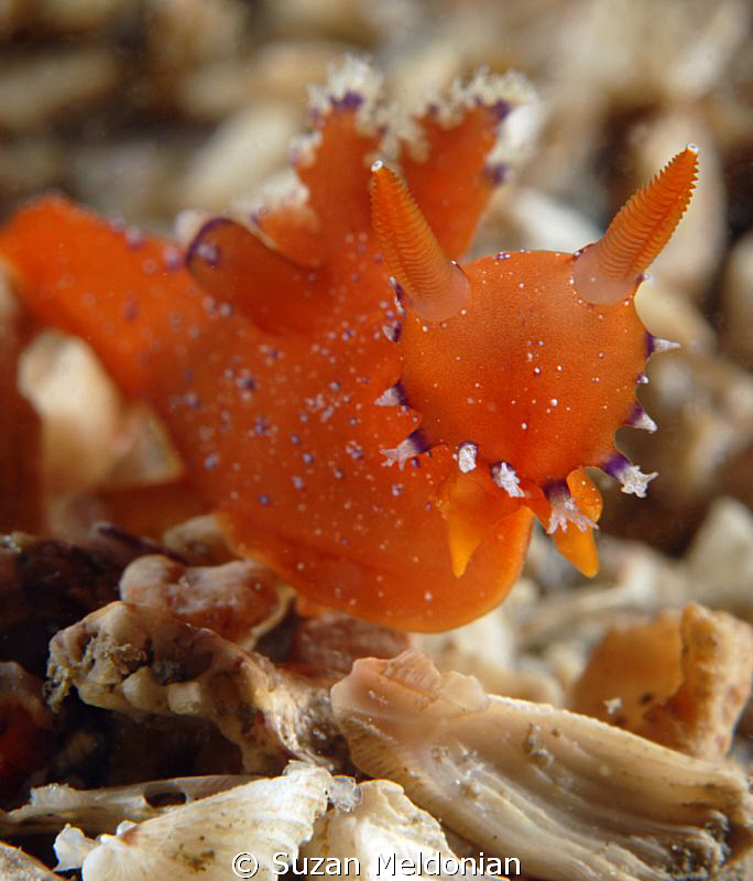 Red Nudi, Plocampherus lucayensis..normal range Bahamas, ... by Suzan Meldonian 