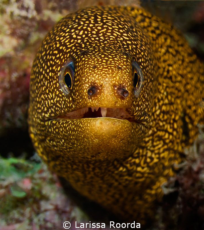 Golden Tail Moray, Bonaire by Larissa Roorda 