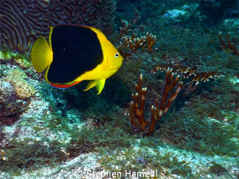 Rock Beauty by Stephen Hamedl 