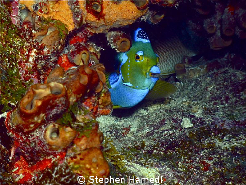 Peekaboo! by Stephen Hamedl 
