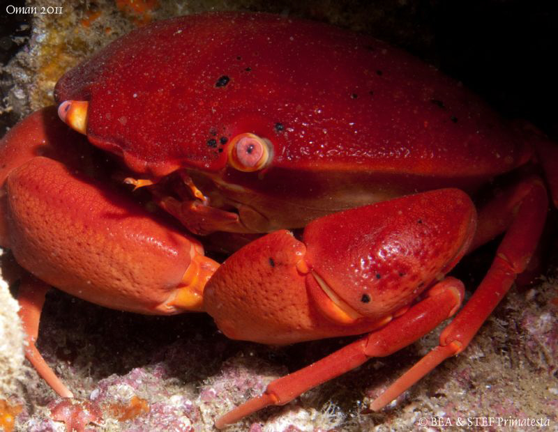 Crab (Carpilius convexus). by Bea & Stef Primatesta 