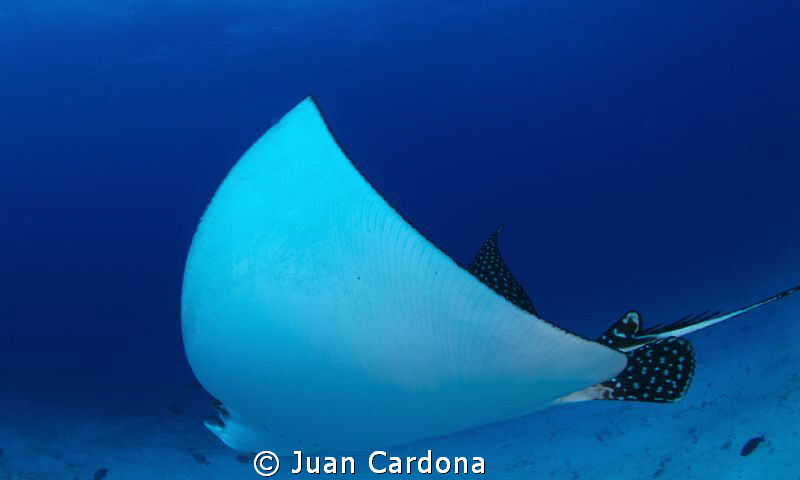 Eagle Ray by Juan Cardona 
