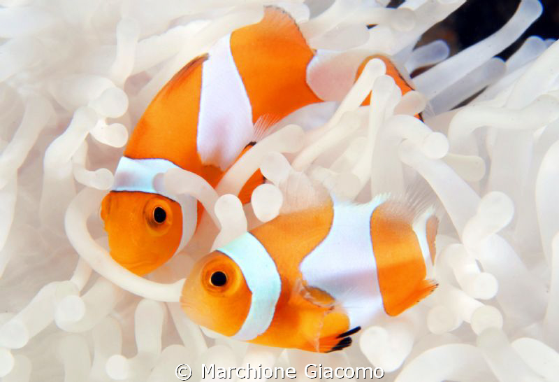Together. Clown fishes
Wakatobi 2010
Nokon D200, 60 mic... by Marchione Giacomo 