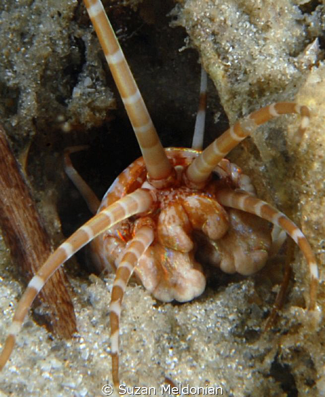 Bobbitt Worm- was out in the day time! by Suzan Meldonian 