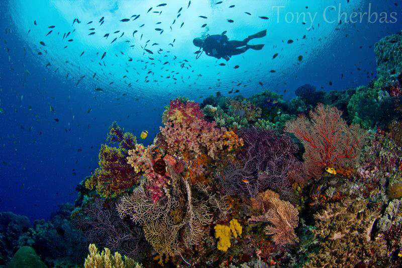 Nudi Rock, Raja Ampat by Tony Cherbas 