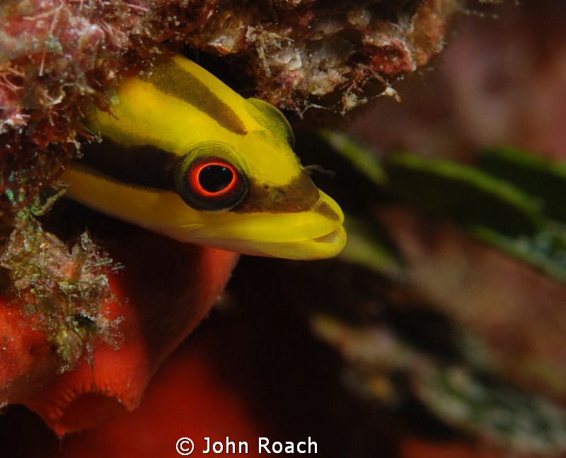 Woody woodpecker.   Wrasse Blenny (Hemienblemaria simulus) by John Roach 
