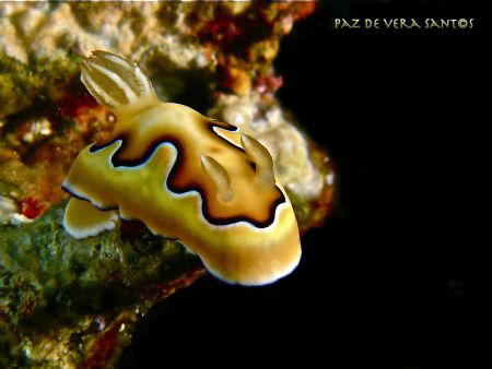 chromodoris coi by Paz Maria De Vera-Santos 