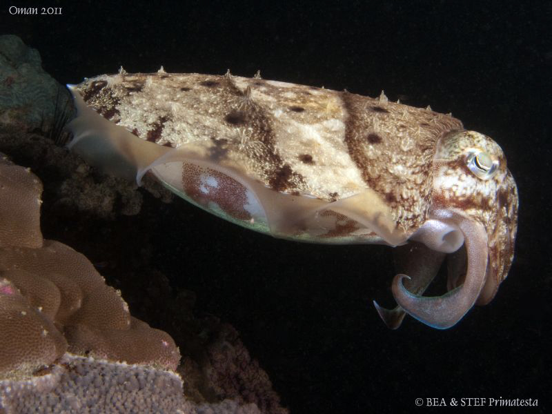 Cuttlefish. by Bea & Stef Primatesta 