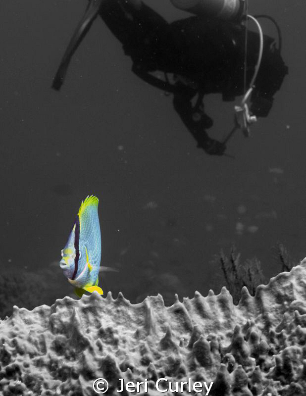 Butterflyfish playing for the camera. by Jeri Curley 