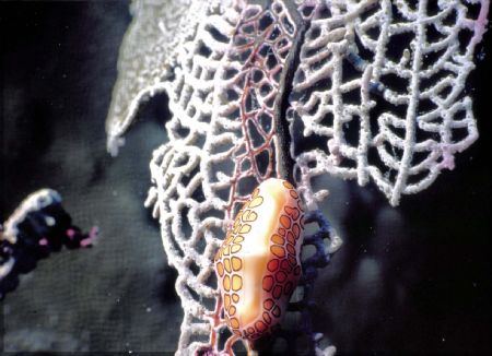 Nudibranch
St. Eustatuis Sea & Sea MMIIEX 2:1 macro, ys ... by Steven Whitehead 