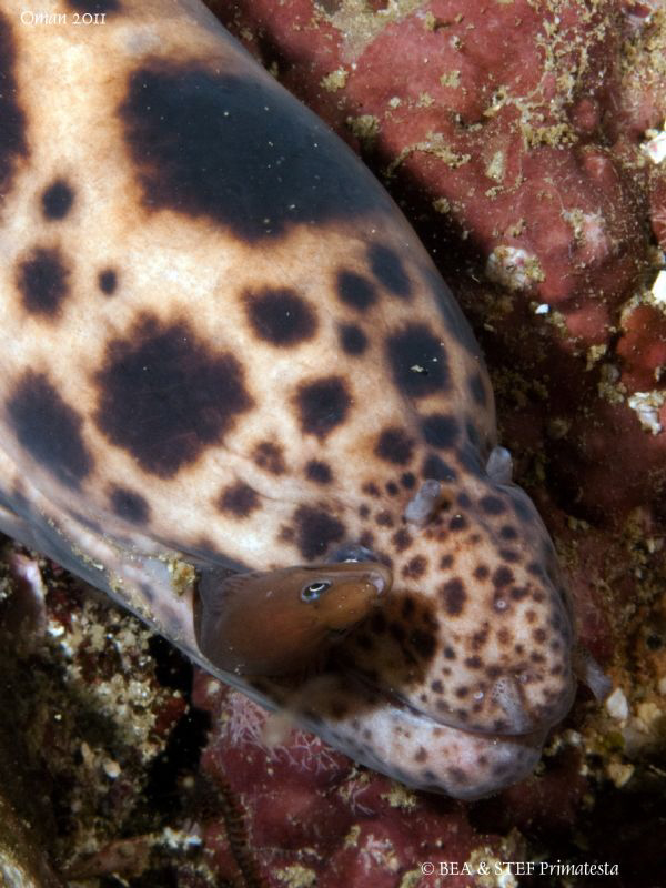 Moray eel (Scutaria tigrina)  eating a young moray. by Bea & Stef Primatesta 
