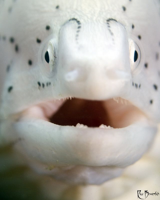 Pepper Muray Eel......I hear someone whispering in my ear... by Rico Besserdich 