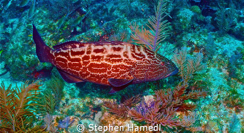 Grouper by Stephen Hamedl 
