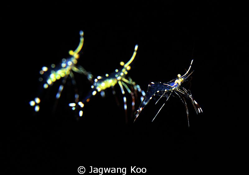 shrimps by Jagwang Koo 