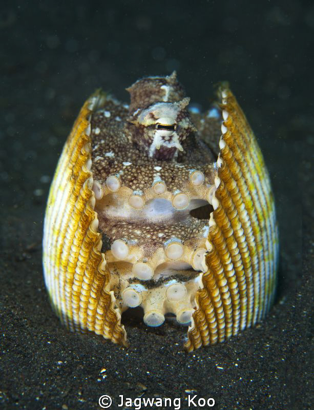 coconut octopus by Jagwang Koo 