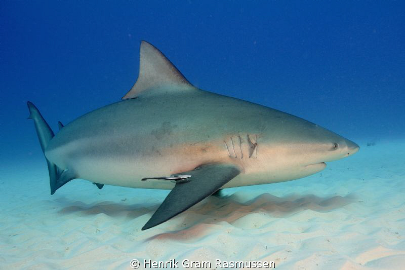 Large female Bullshark on a beach dive at Playa del Carmen by Henrik Gram Rasmussen 
