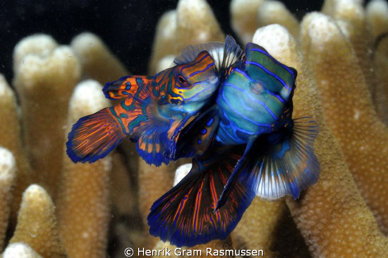 Mating Manderin Fish by Henrik Gram Rasmussen 