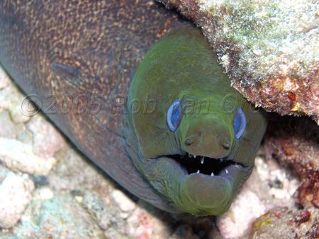 Undulated Moray taken at Hanauma Bay, Oahu, Hawaii. Olymp... by Rob Van Orden 