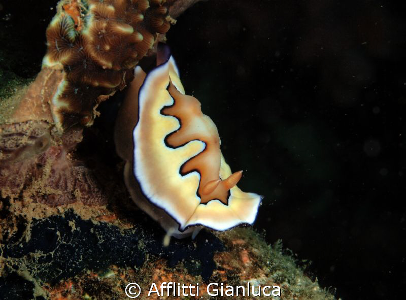 nudibranchia... by Afflitti Gianluca 