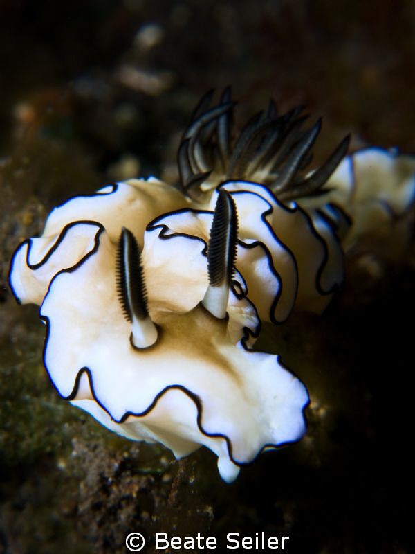 Glossodoris atromarginata, taken with Canon G10 and UCL16... by Beate Seiler 