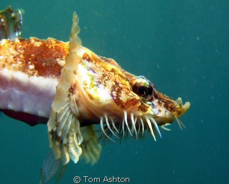 A little pogge, St Abbs, freediving by Tom Ashton 