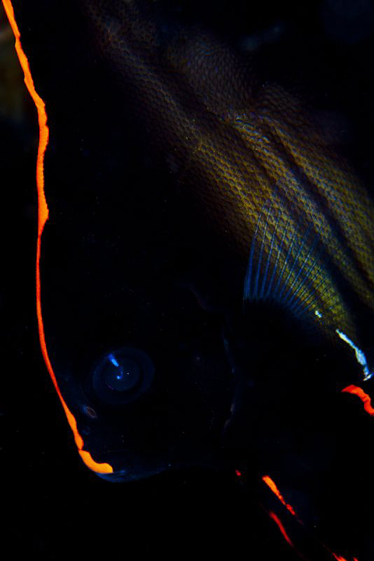 Batfish by Reidar Opem 