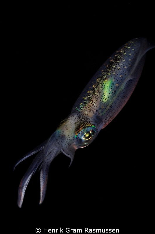 Squid by night by Henrik Gram Rasmussen 