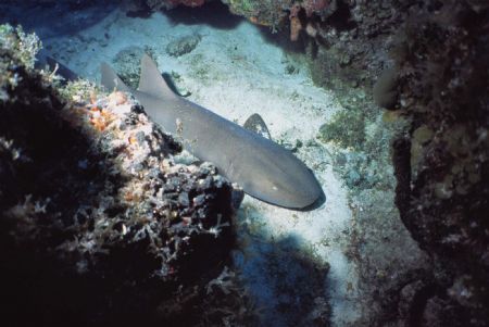 Bahamas, Bimini
Sea & Sea MMII EX 16MM YS 50 by Steven Whitehead 