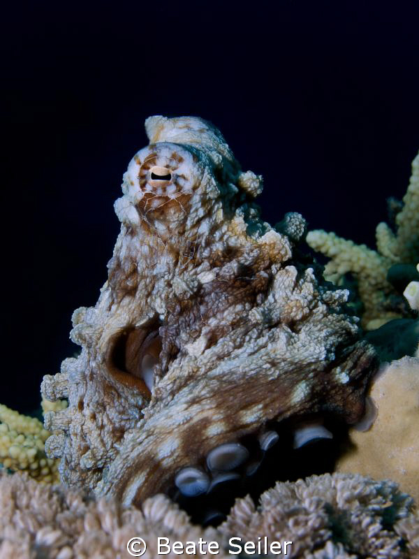 Octopus by Beate Seiler 